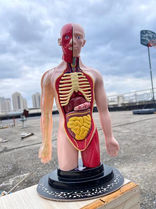 AR “辅助教学”:3D 模型展示人体器官,生物课理解更直观